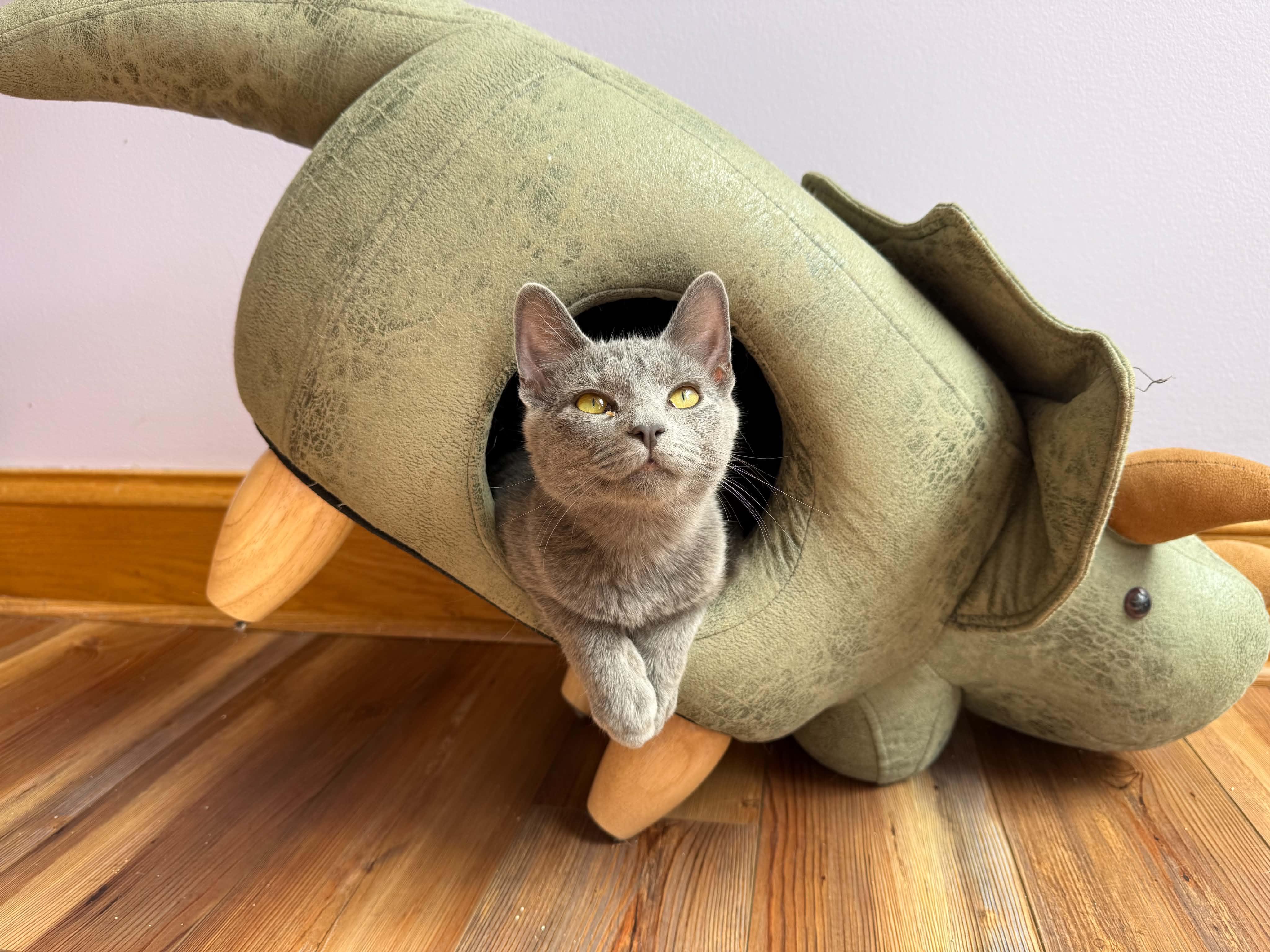 Sophia (cat cafe), Adoptable, Kitten Female Domestic Short Hair.