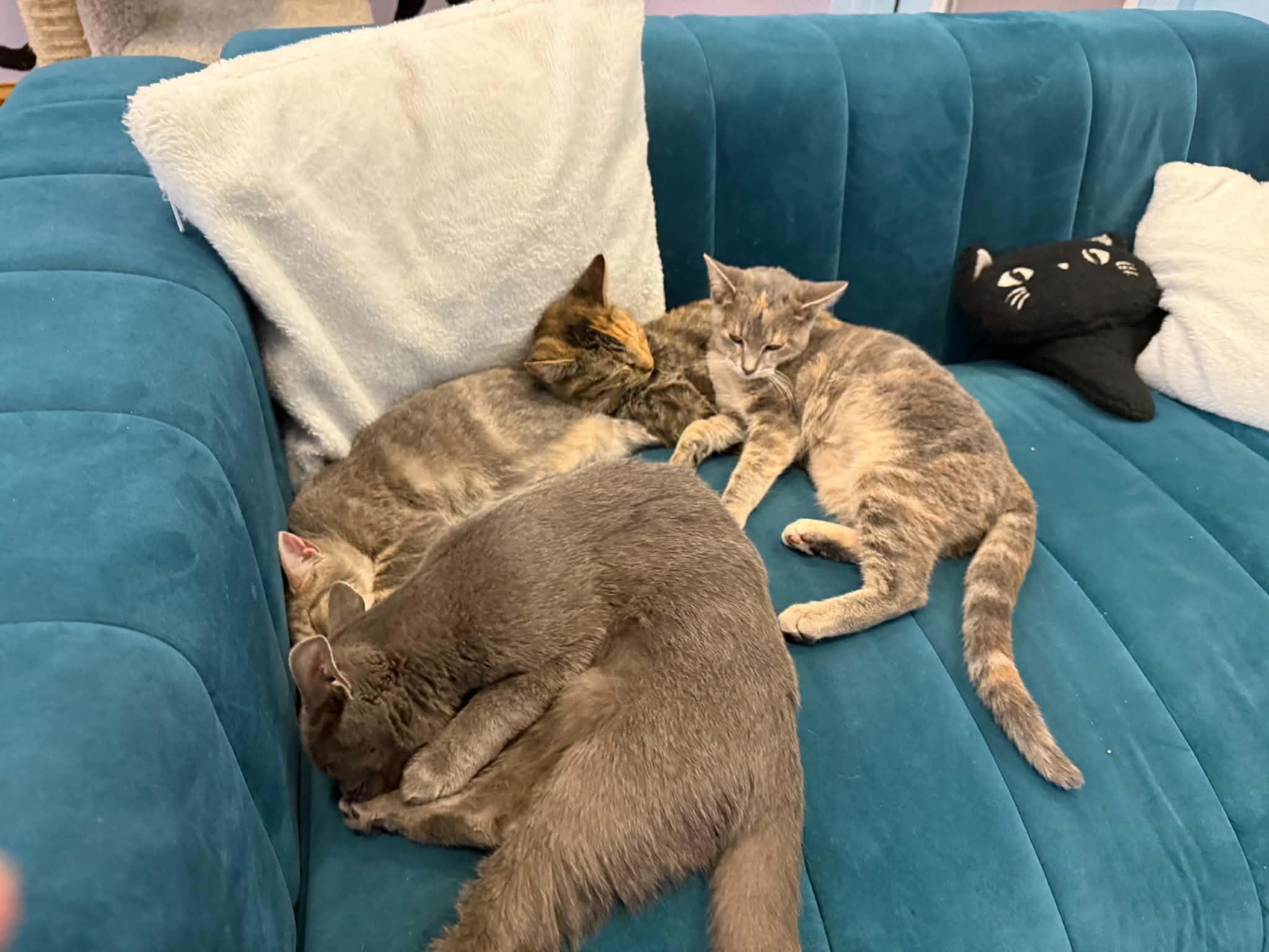 Enlarge Sophia (cat cafe), a Adoptable Domestic Short Hair in West Lafayette, IN image 2/3