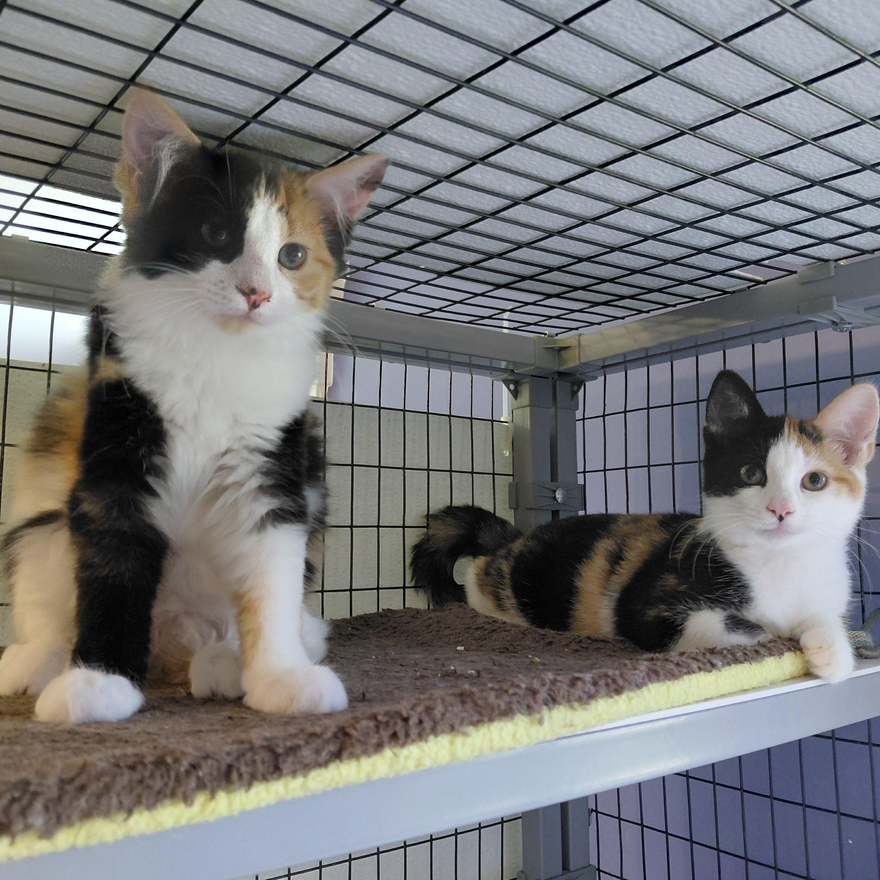 Ruth and Roxanne, a ADOPTABLE mixed breed in Littleton, NH image 2/3