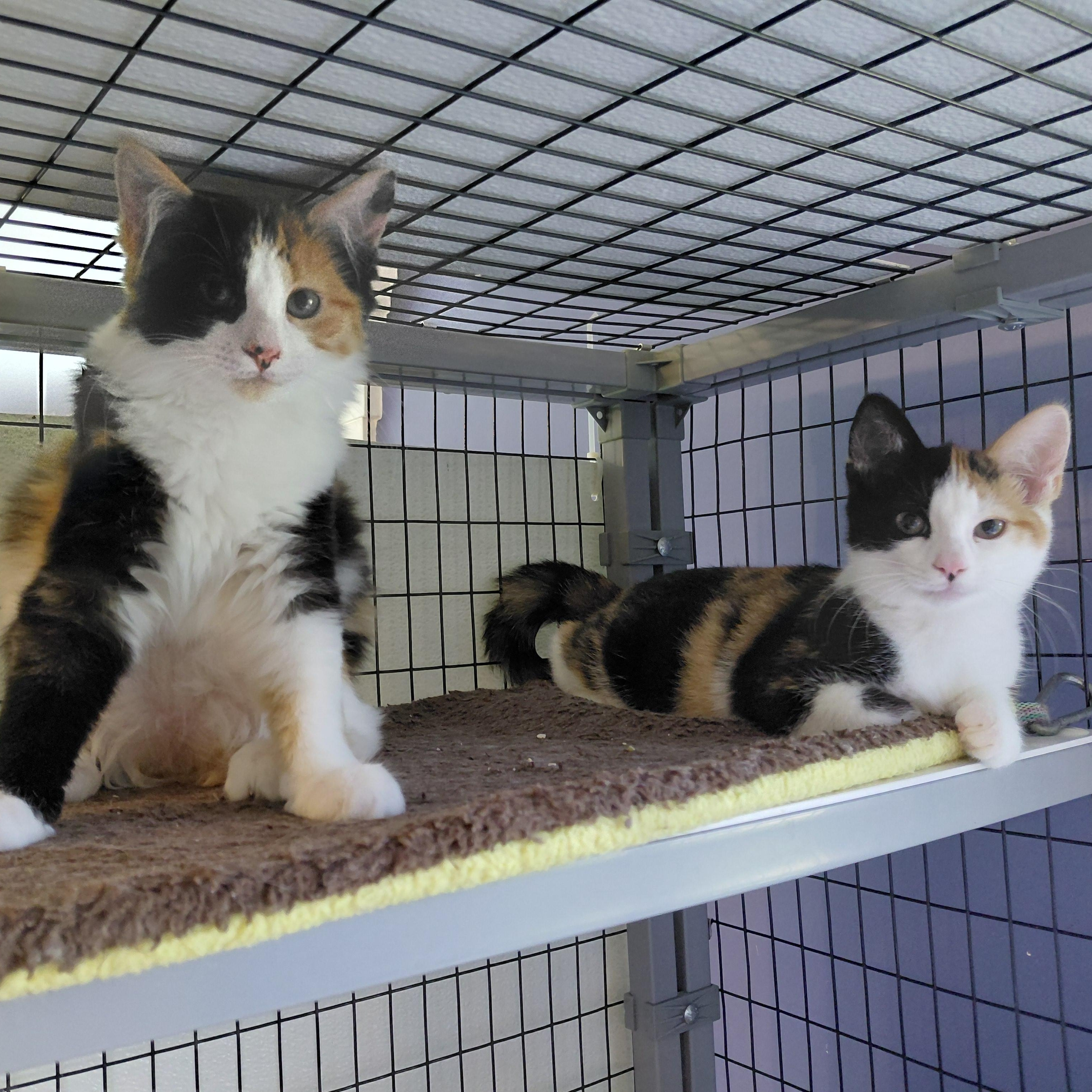 Ruth and Roxanne, a ADOPTABLE mixed breed in Littleton, NH image 3/3