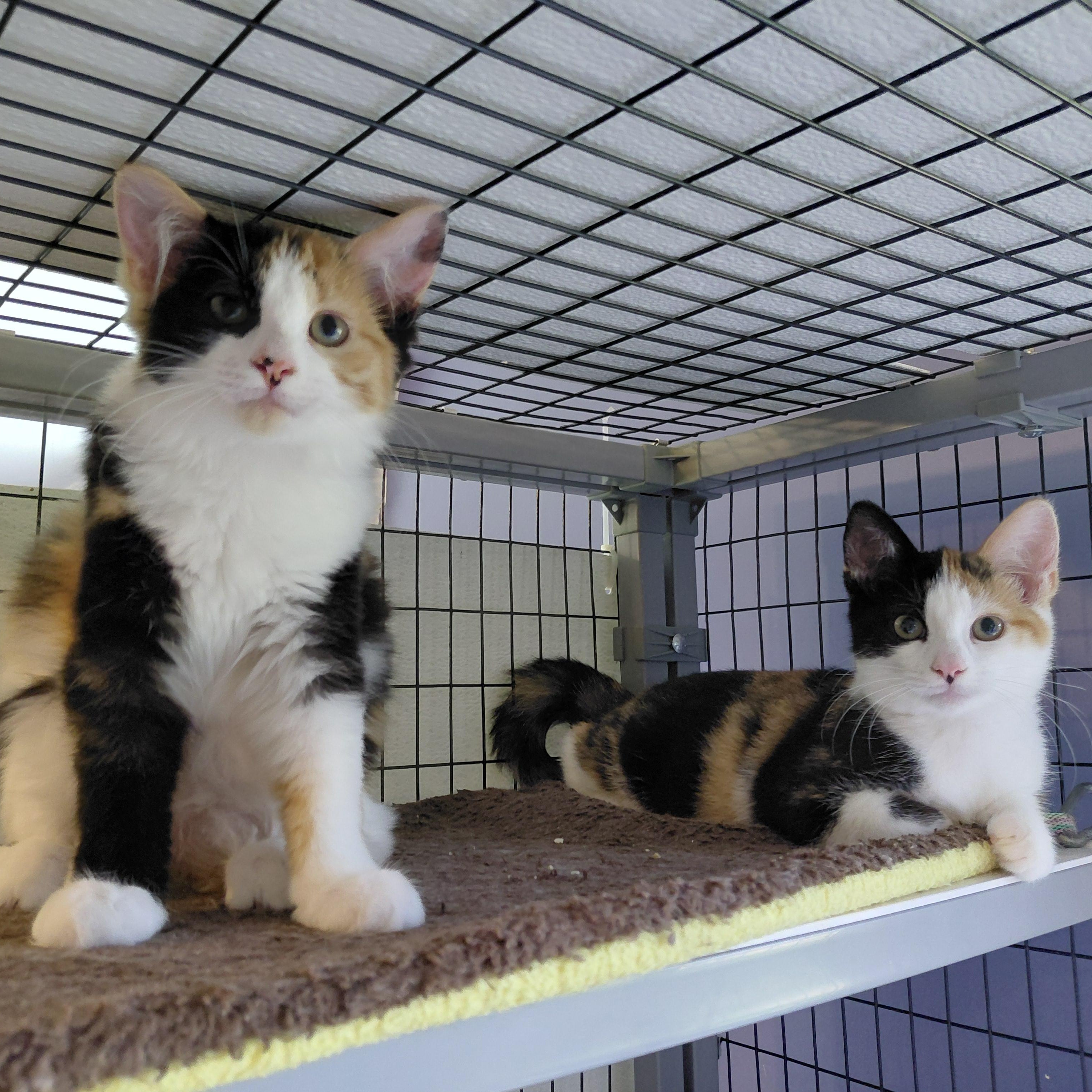 Ruth and Roxanne, ADOPTABLE, Young Female Domestic Short Hair & Domestic Long Hair.