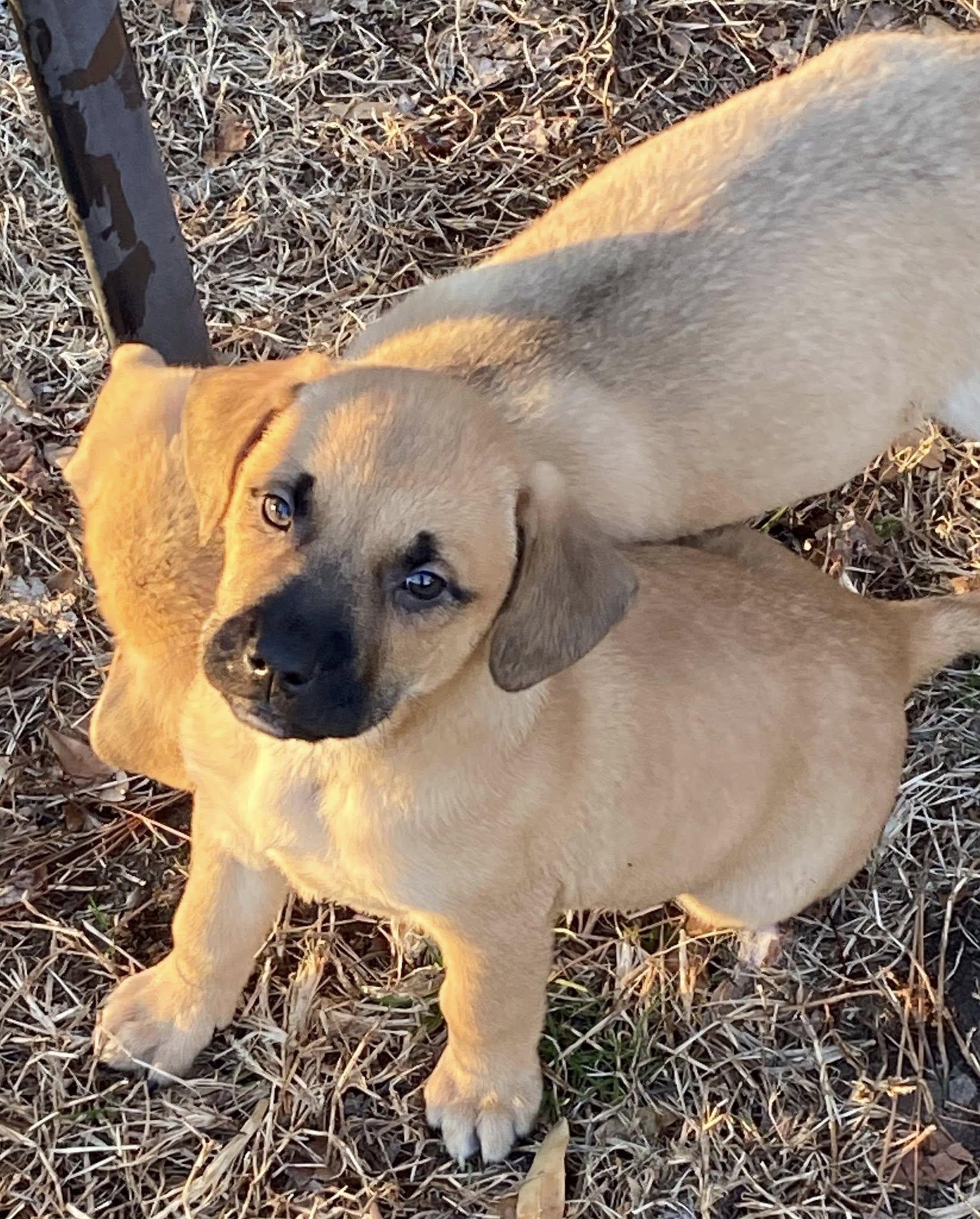 Enlarge John McPee (D2001), a ADOPTABLE mixed breed in Hayes, VA image 1/2