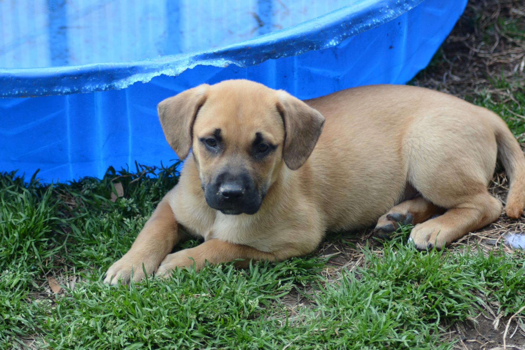 Enlarge John McPee (D2001), a ADOPTABLE mixed breed in Hayes, VA image 2/2