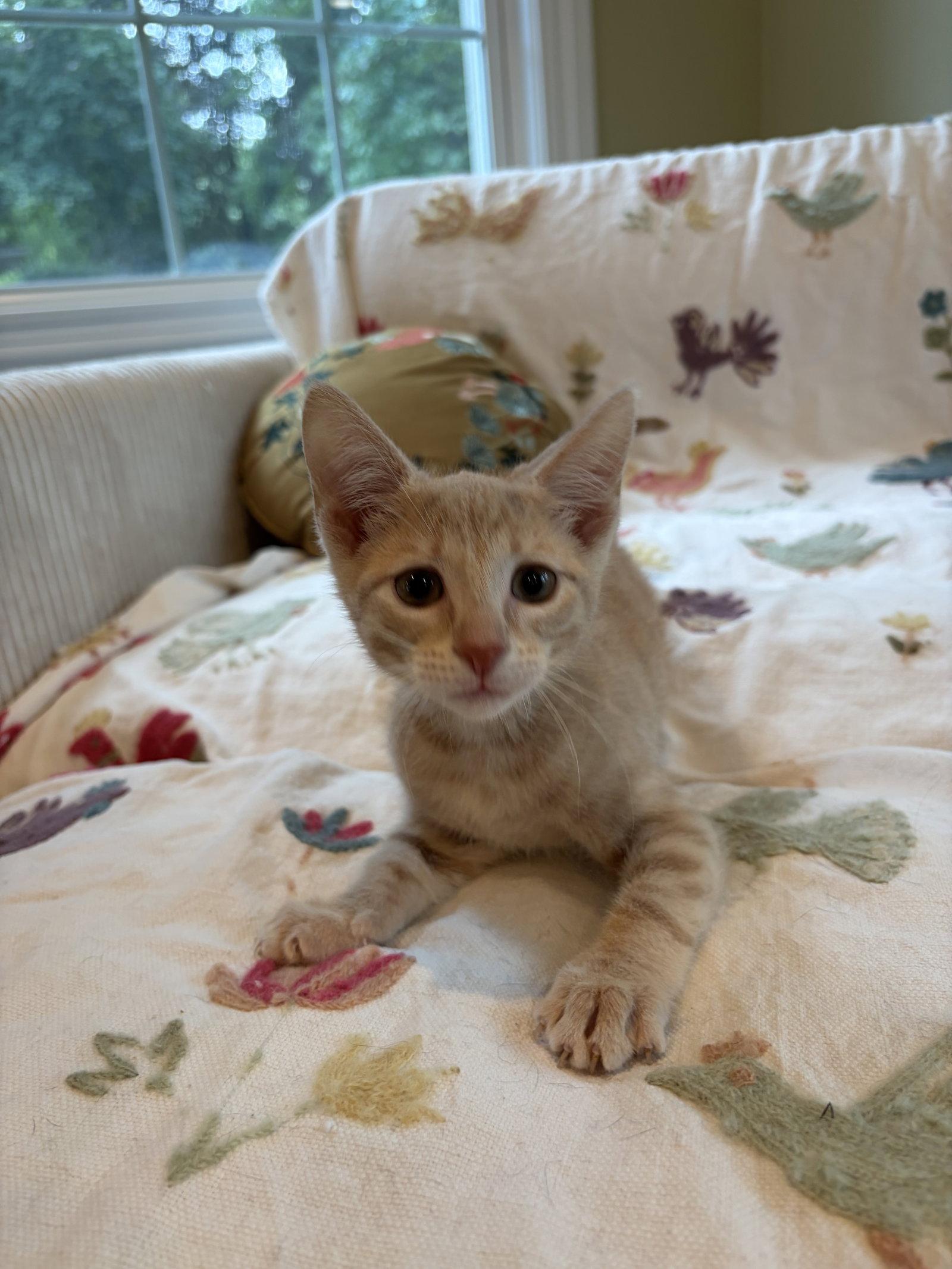 Enlarge Louie, a Adopted Domestic Short Hair in Rootstown, OH image 1/3