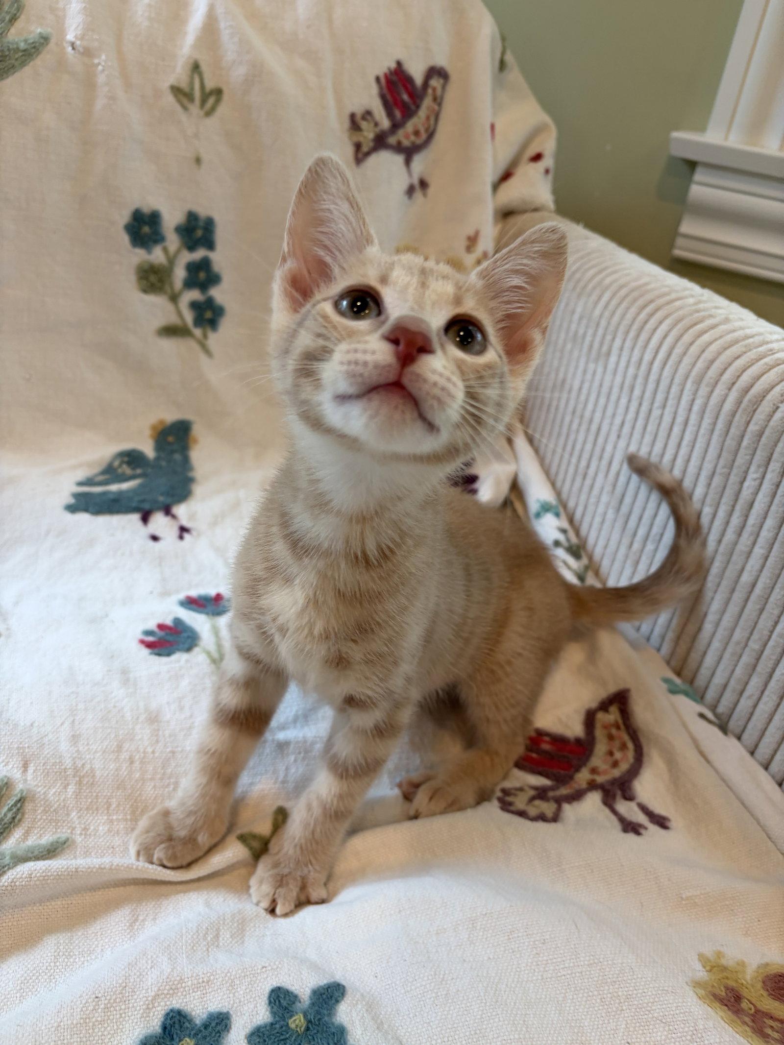 Enlarge Louie, a Adopted Domestic Short Hair in Rootstown, OH image 2/3