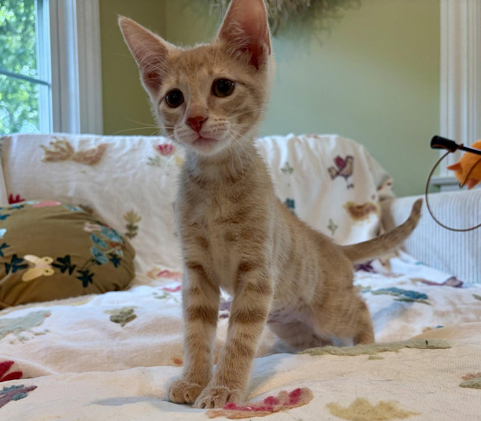 Enlarge Louie, a Adopted Domestic Short Hair in Rootstown, OH image 3/3