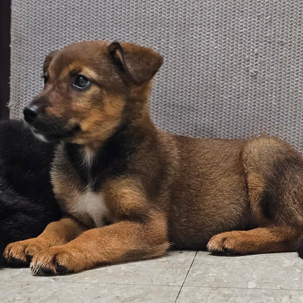 Demi, Adoptable, Puppy Female Mixed Breed.