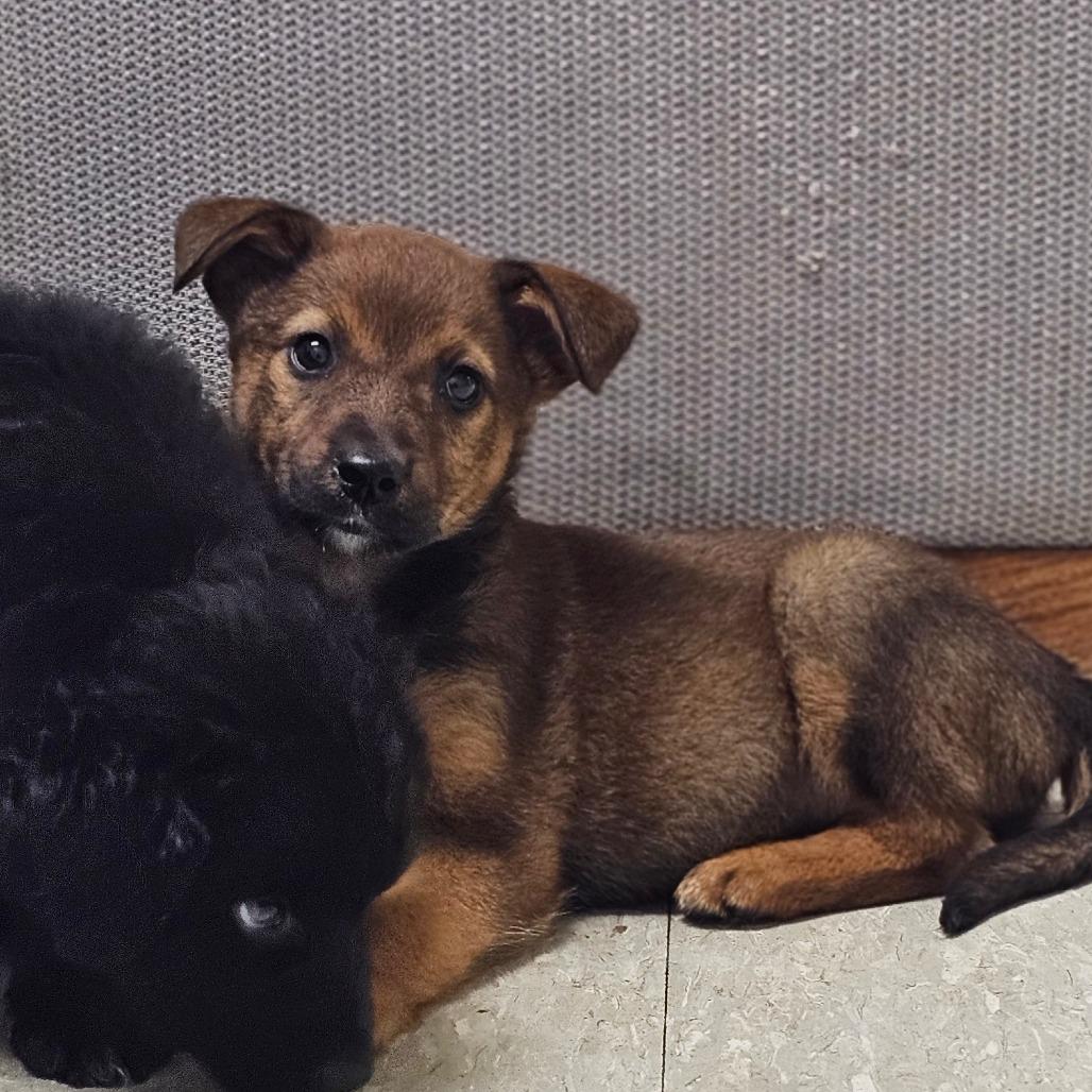 Demi, a Adoptable Mixed Breed in Tulsa, OK image 2/4