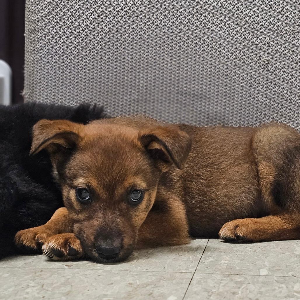 Demi, a Adoptable Mixed Breed in Tulsa, OK image 3/4
