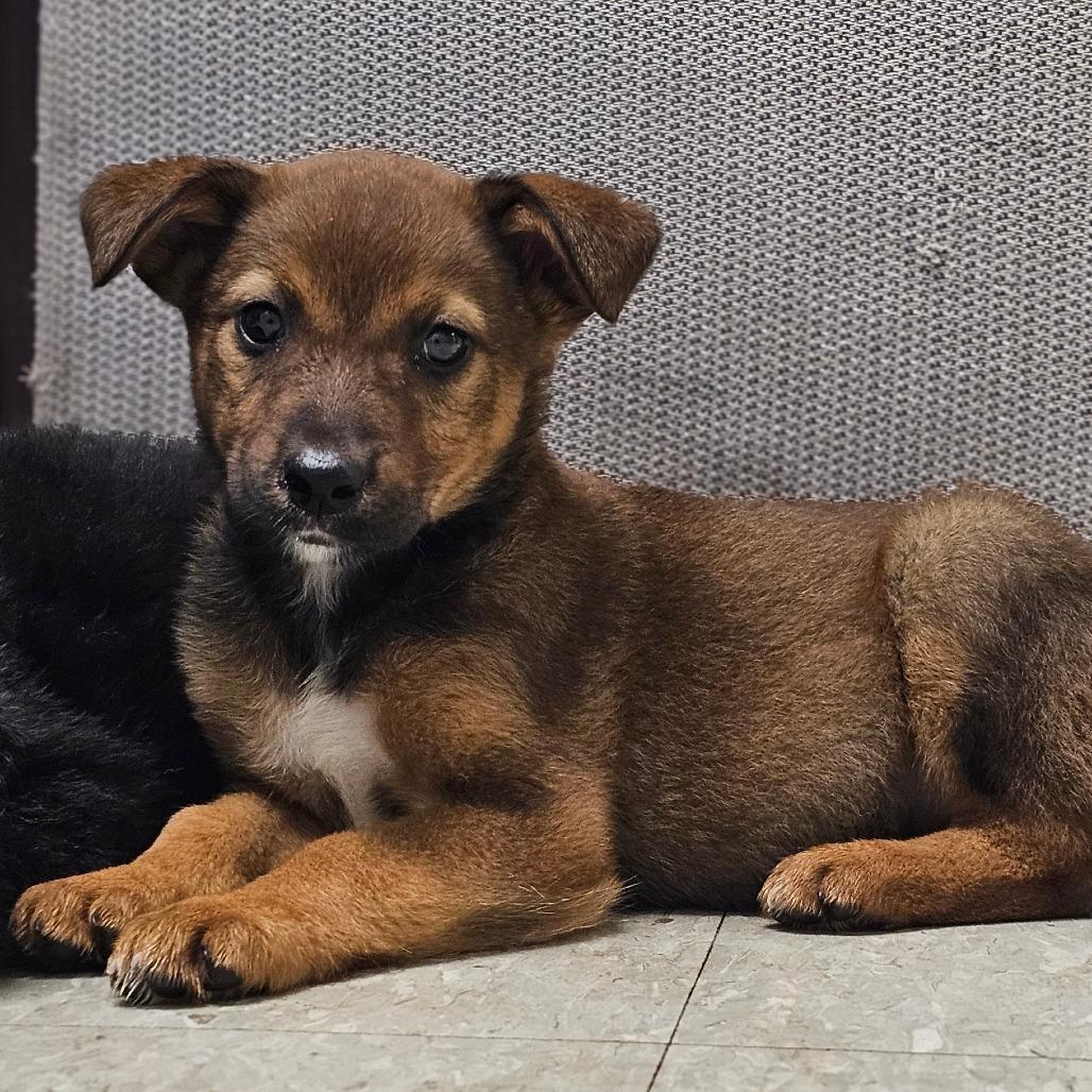 Demi, a Adoptable Mixed Breed in Tulsa, OK image 4/4