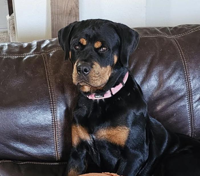 Misha, Adoptable, Adult Female Rottweiler.