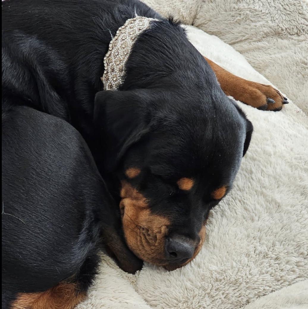 Enlarge Misha, a Adoptable Rottweiler in Polk, OH image 3/3