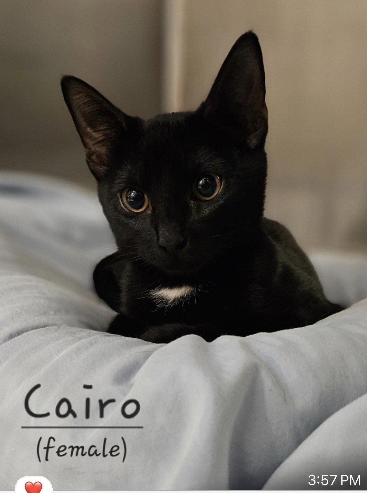 Enlarge Cairo, a Adoptable Domestic Short Hair in Oakland Park, FL image 2/3