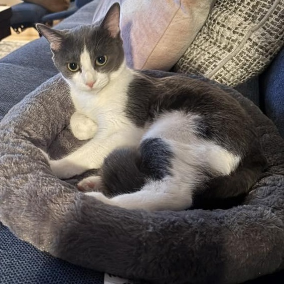 Lily, adopted, Kitten Female Domestic Short Hair.