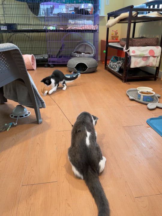 Enlarge Lily, an adopted Domestic Short Hair in Wells, ME video 2/2