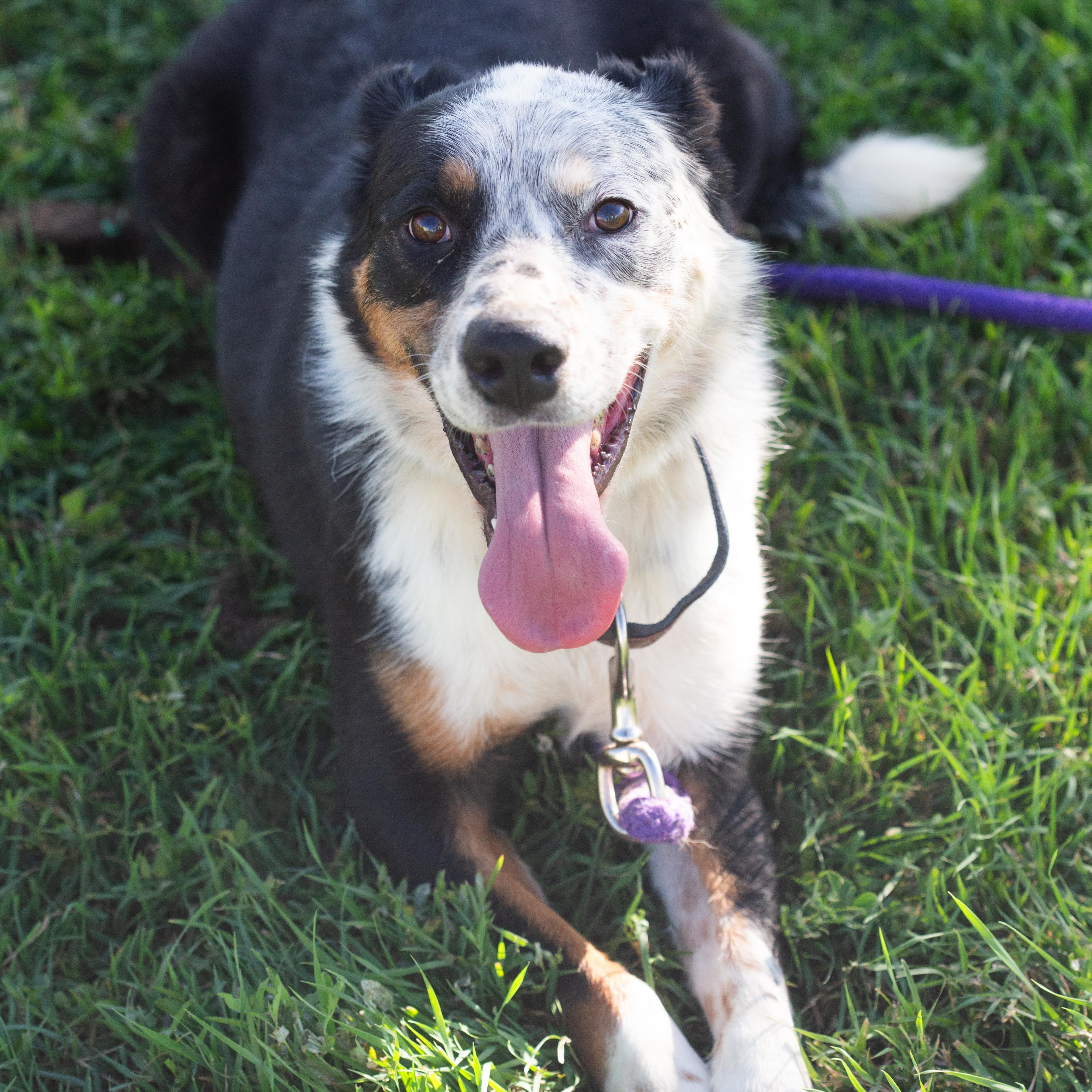 Enlarge Spur, a Adoptable mixed breed in Millville, UT image 1/1