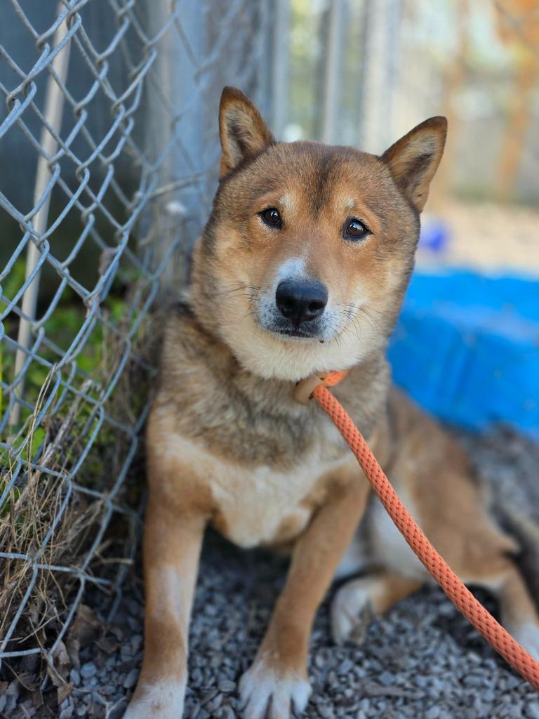 Paco, Adopted, Adult Male Shiba Inu.