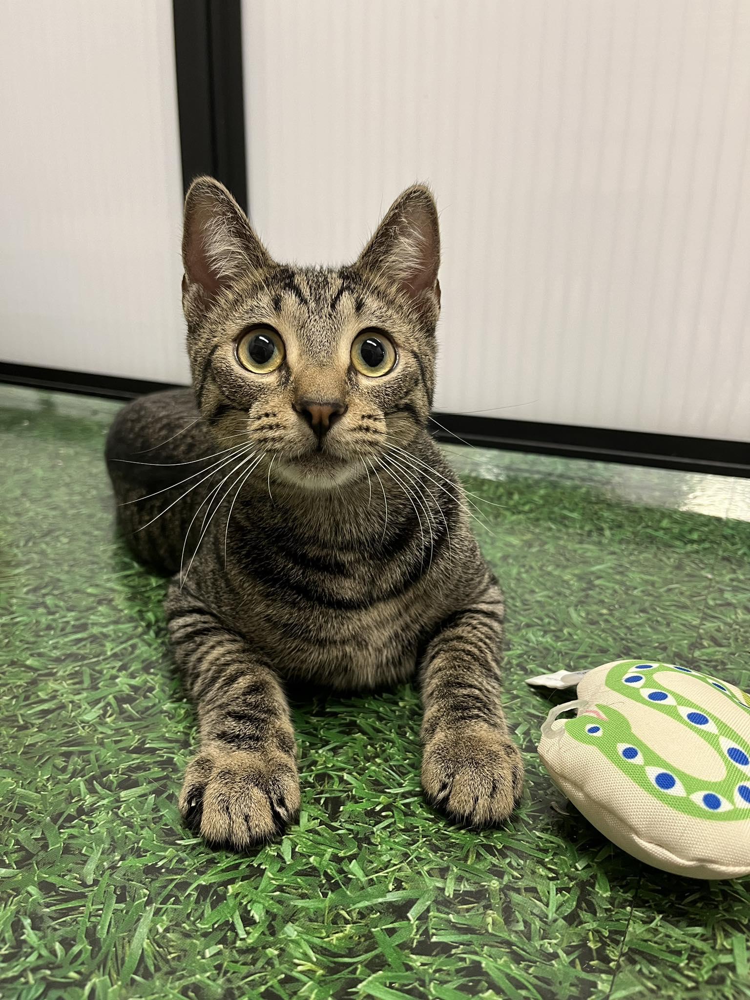 Esmee, Adoptable, Young Female Domestic Short Hair.