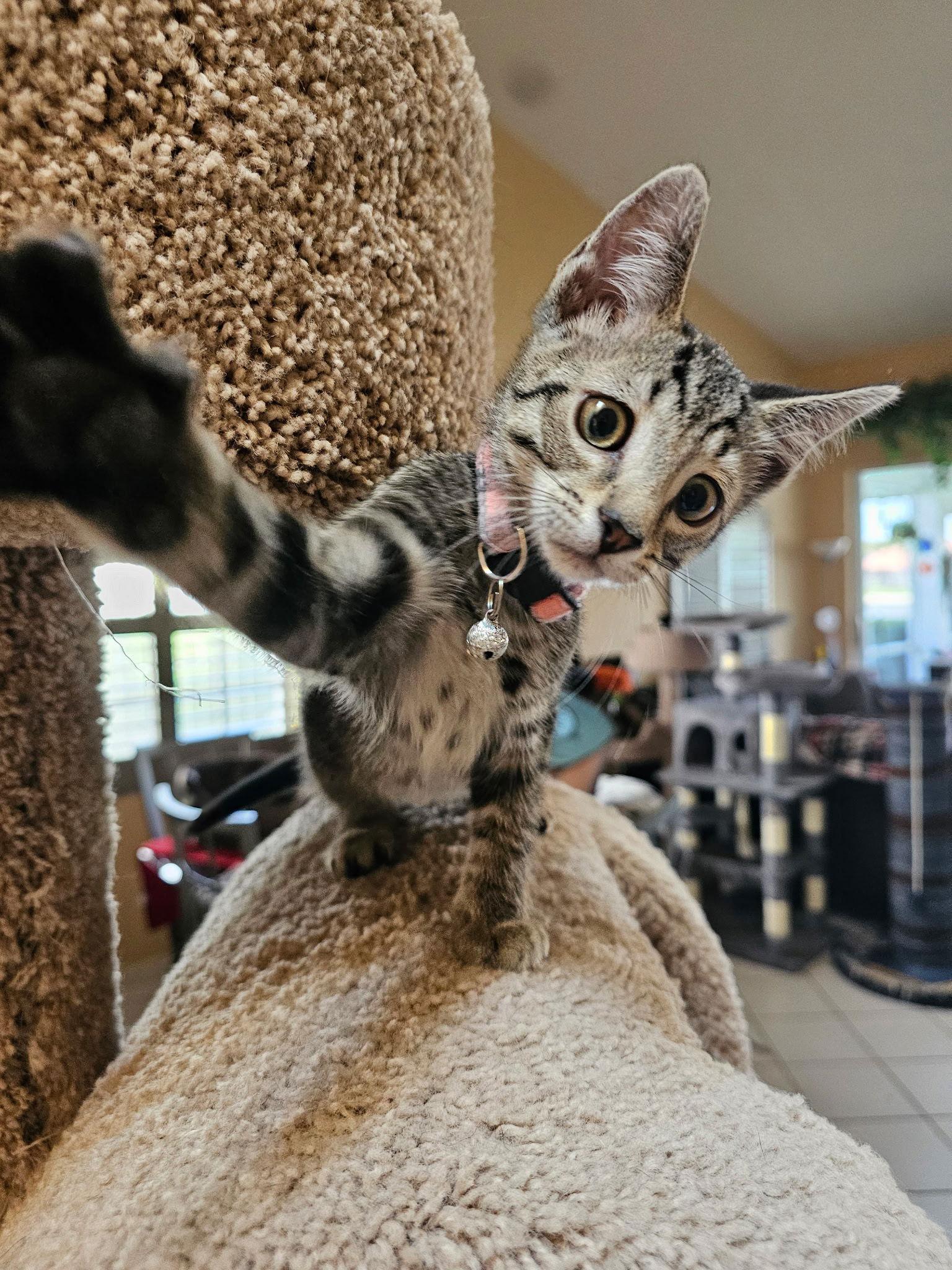 Esmee, a Adoptable Domestic Short Hair in Naples, FL image 2/2