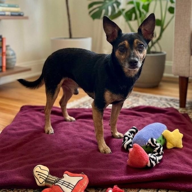 Bently 1768, Adoptable, Young Male Chihuahua.