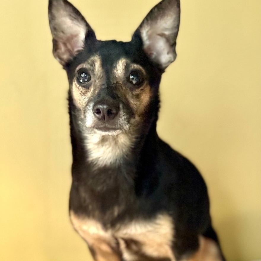 Enlarge Bently 1768, a Adoptable Chihuahua in Boca Raton, FL image 2/2