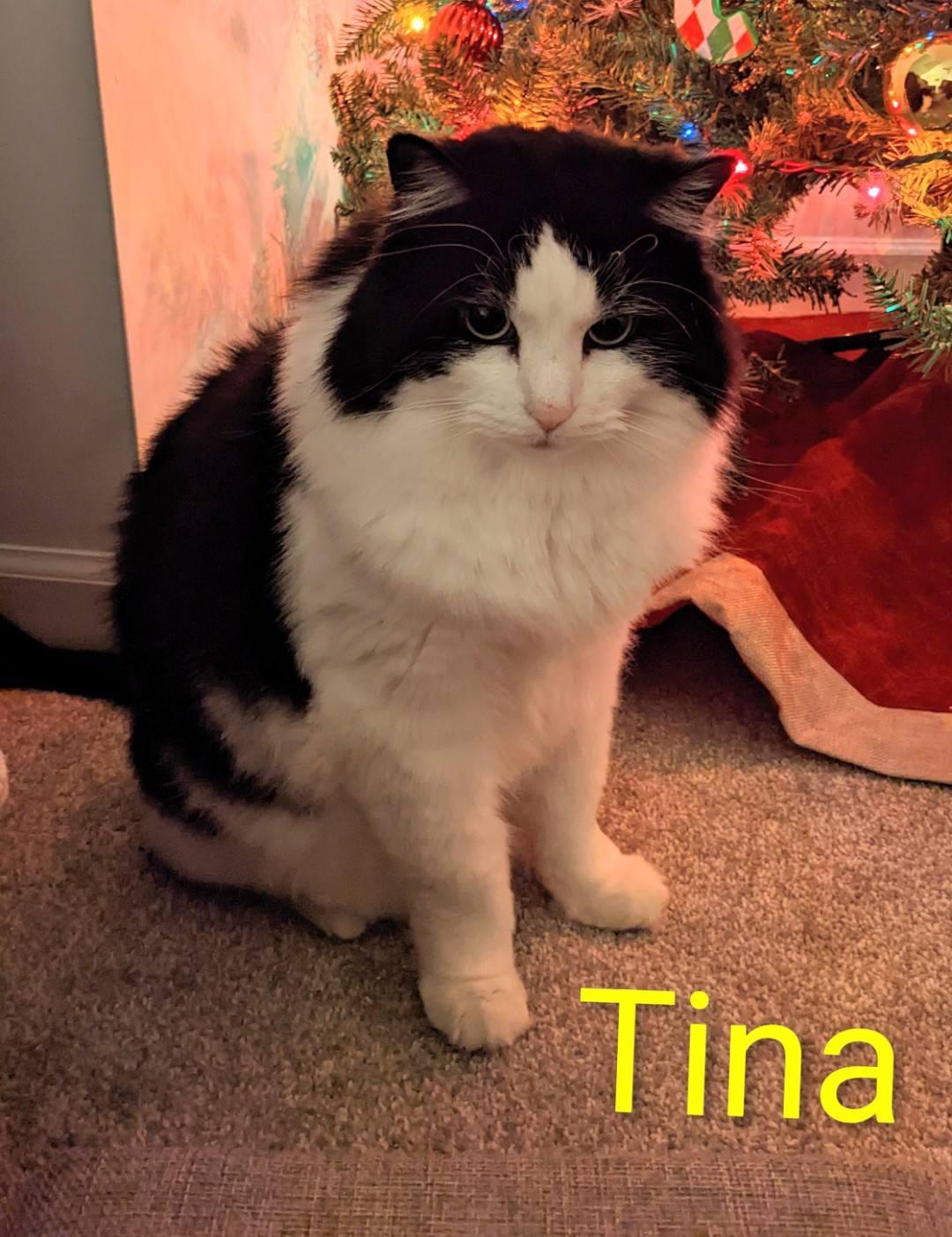 Tina - shy & loving, Adoptable, Senior Female Maine Coon & Domestic Long Hair.