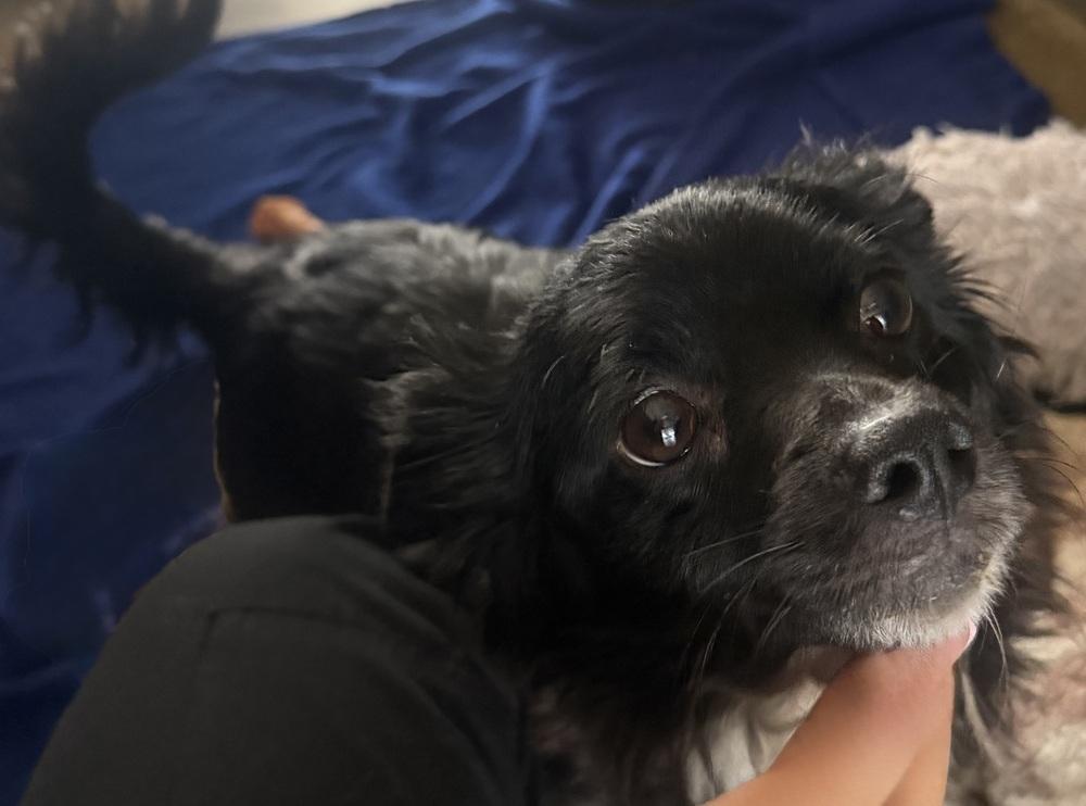 Diva, Adoptable, Adult Female Chihuahua.