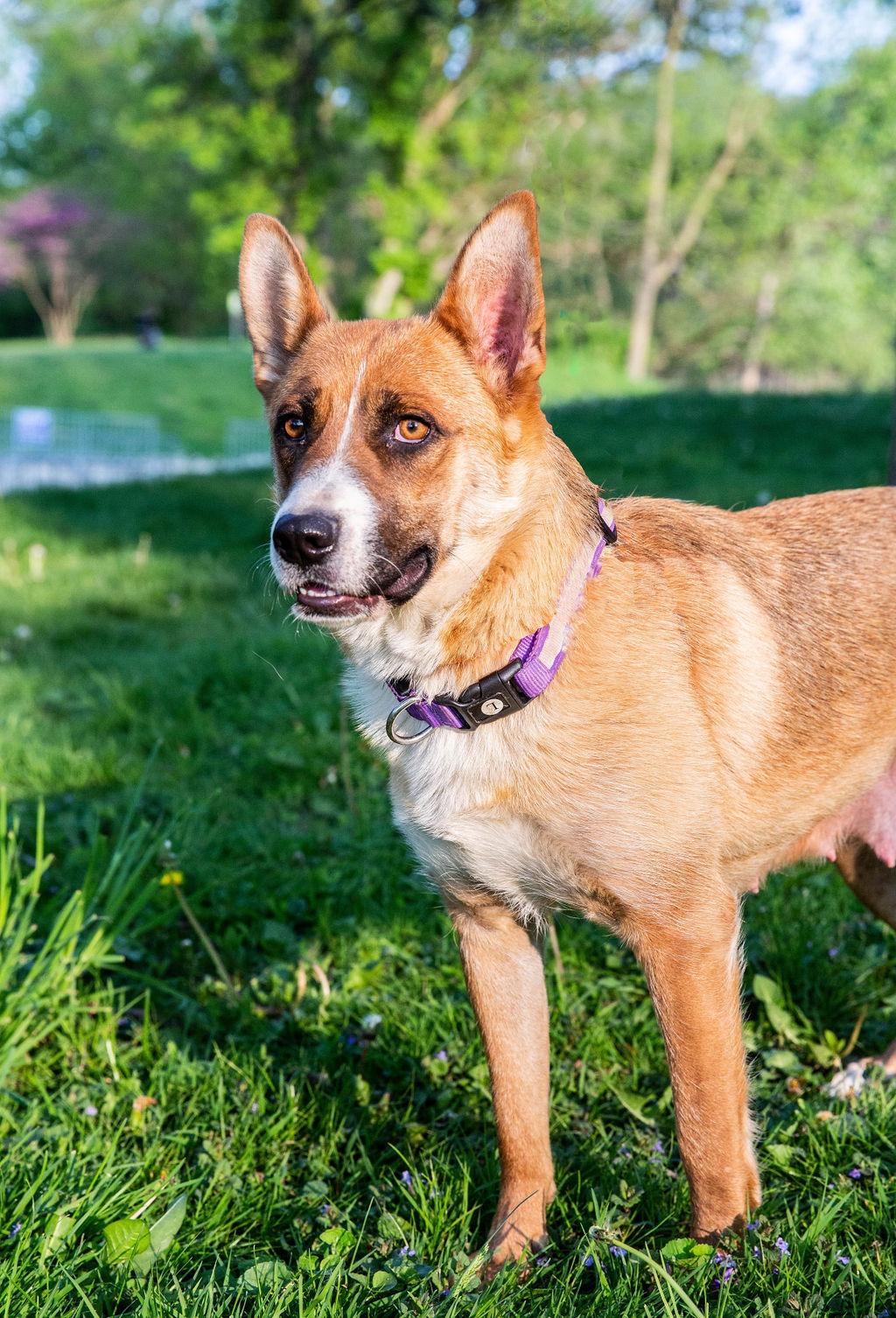 Velvet, Adoptable, Adult Female German Shepherd Dog & Cattle Dog.