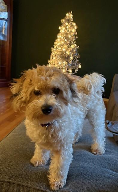 Enlarge Charlie, a Adopted mixed breed in Rockford, IL image 1/3