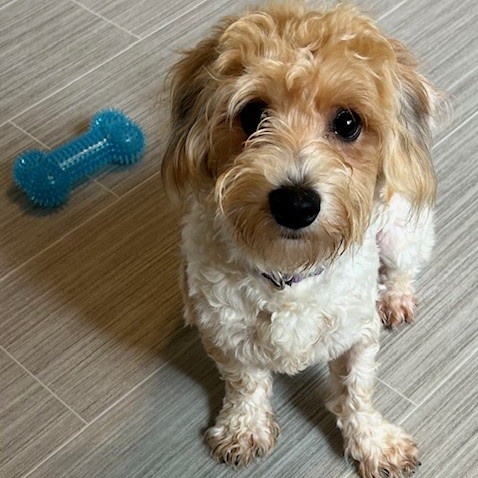 Enlarge Charlie, a Adopted mixed breed in Rockford, IL image 2/3