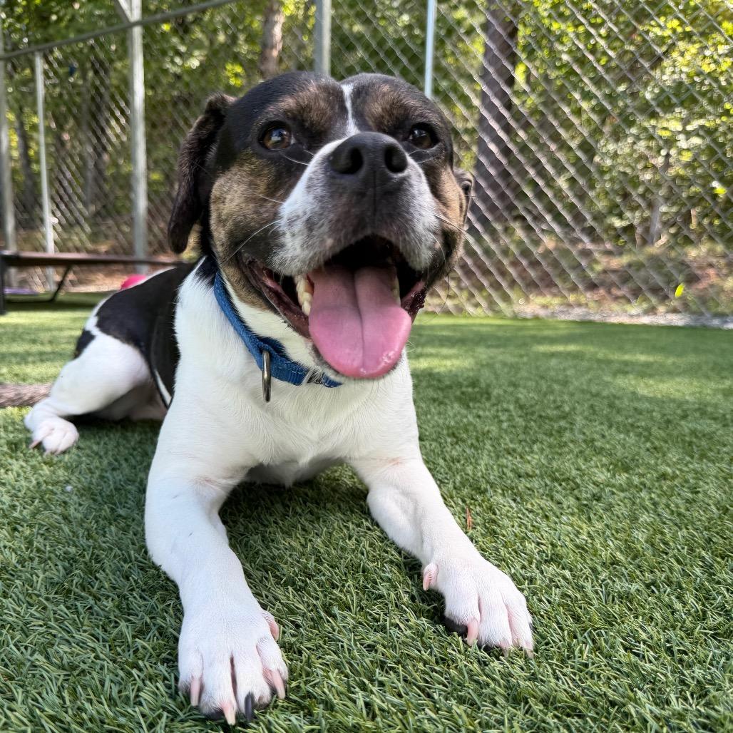 Enlarge Sasquatch, a Adoptable mixed breed in Troy, VA image 1/2