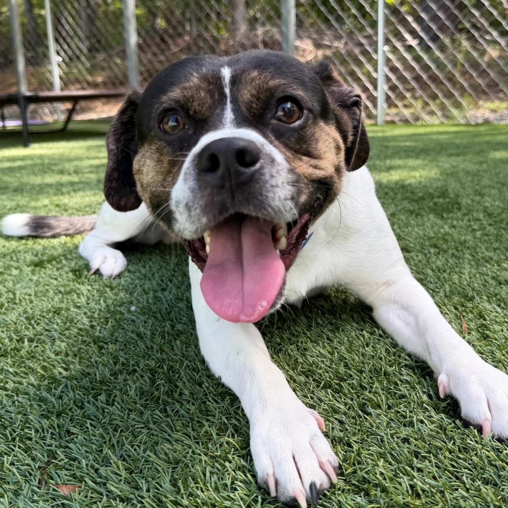 Enlarge Sasquatch, a Adoptable mixed breed in Troy, VA image 2/2