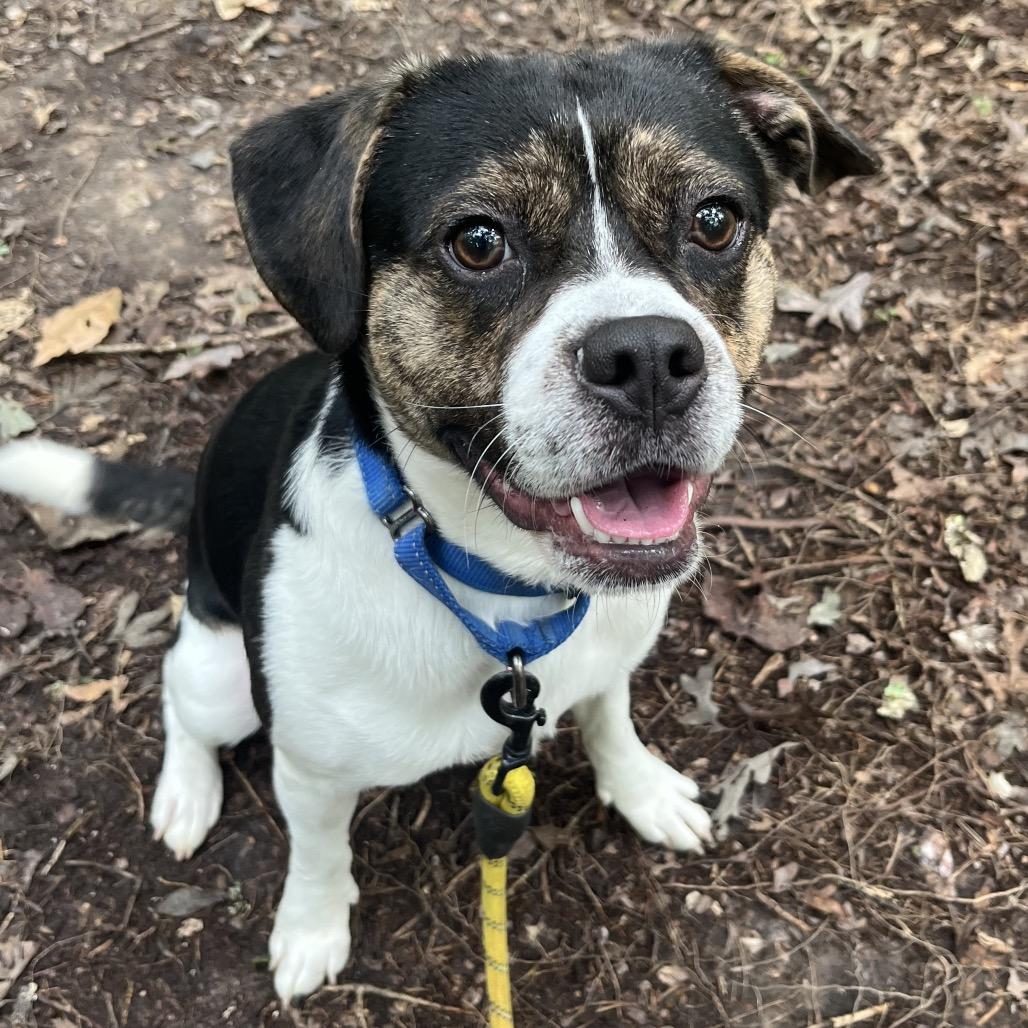 Enlarge Sasquatch, a Adoptable Mixed Breed in Troy, VA image 3/4
