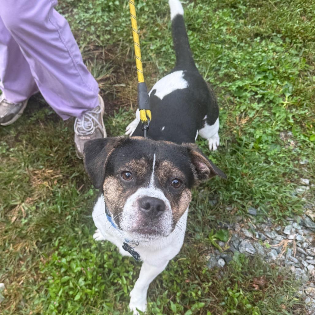 Enlarge Sasquatch, a Adoptable Mixed Breed in Troy, VA image 4/4