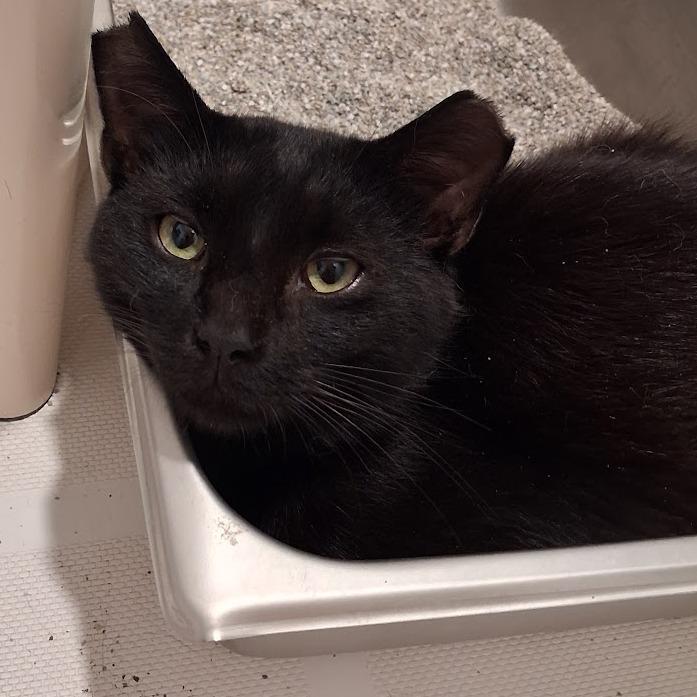 George, Adoptable, Young Male Domestic Short Hair.