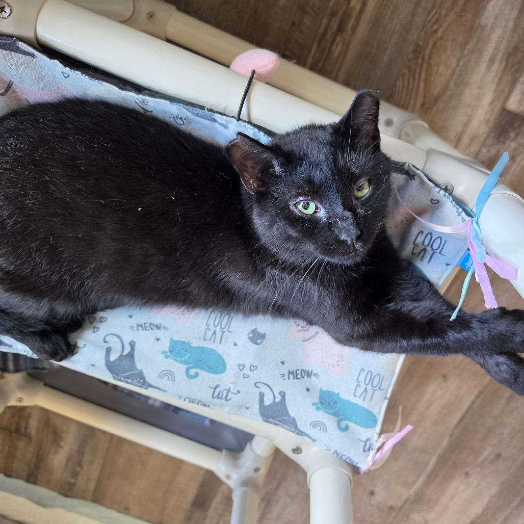George, Adoptable, Young Male Domestic Short Hair.