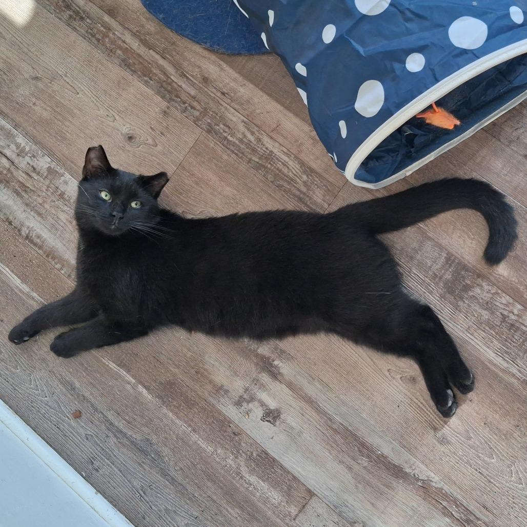 Enlarge George, a Adoptable Domestic Short Hair in Pittsburgh, PA image 2/6