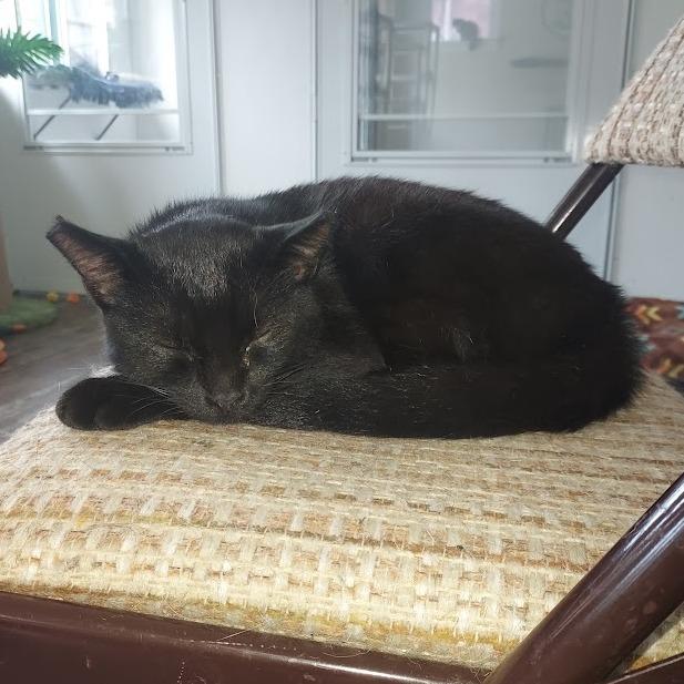 Enlarge George, a Adoptable Domestic Short Hair in Pittsburgh, PA image 2/3