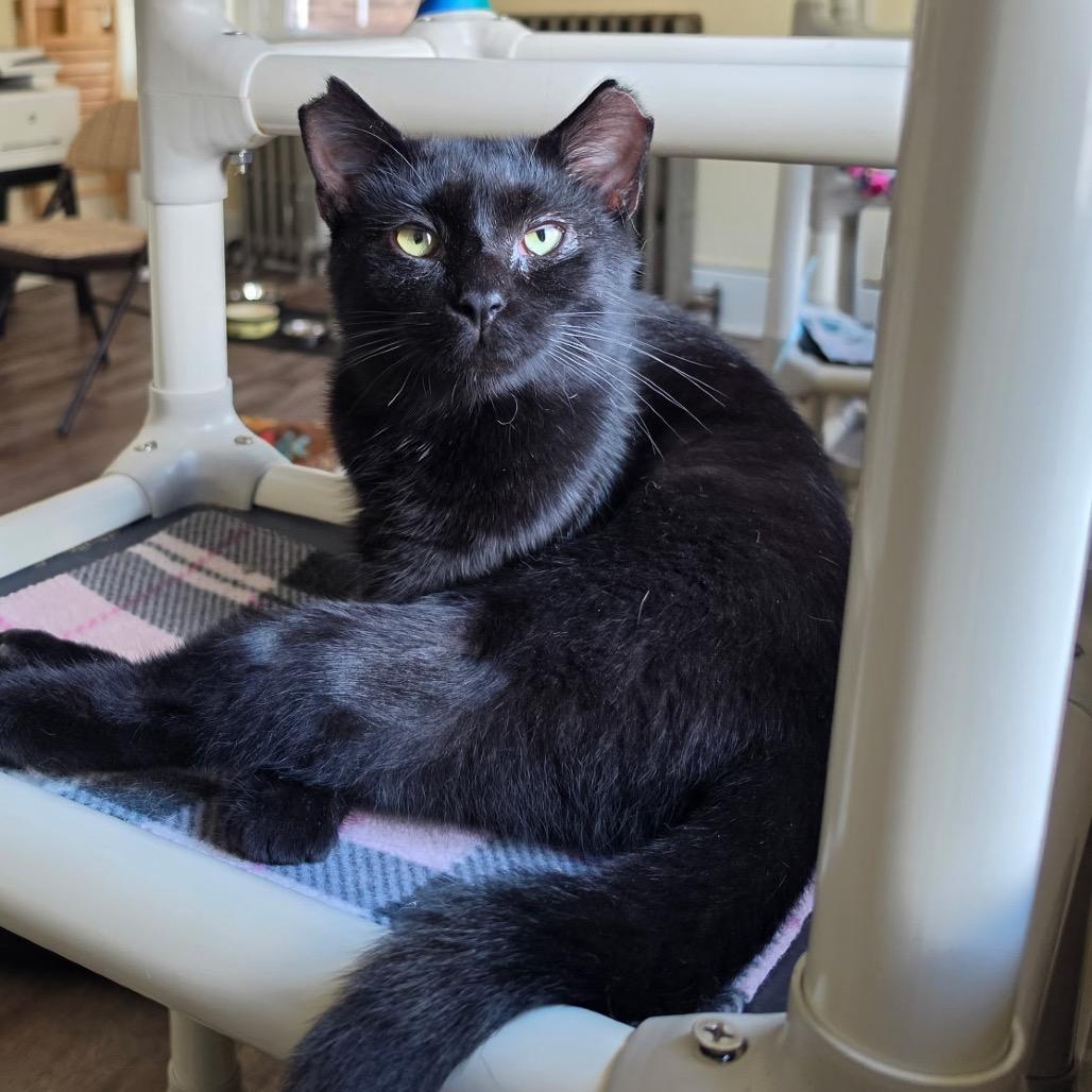 Enlarge George, a Adoptable Domestic Short Hair in Pittsburgh, PA image 4/6