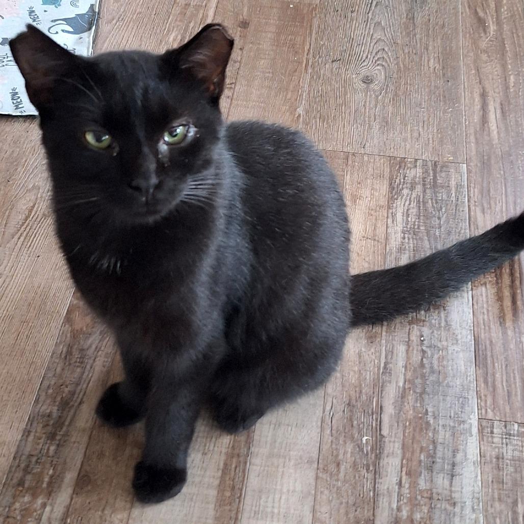 Enlarge George, a Adoptable Domestic Short Hair in Pittsburgh, PA image 3/3