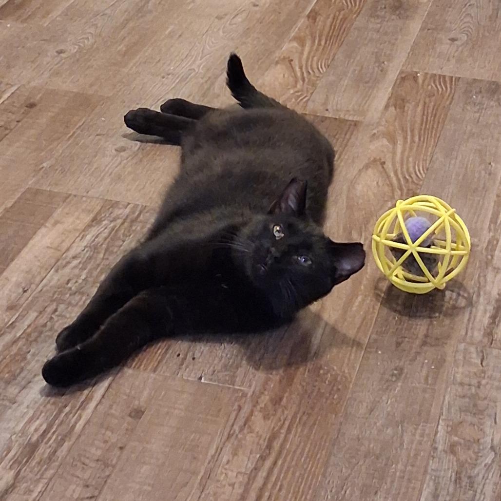 Enlarge George, a Adoptable Domestic Short Hair in Pittsburgh, PA image 6/6