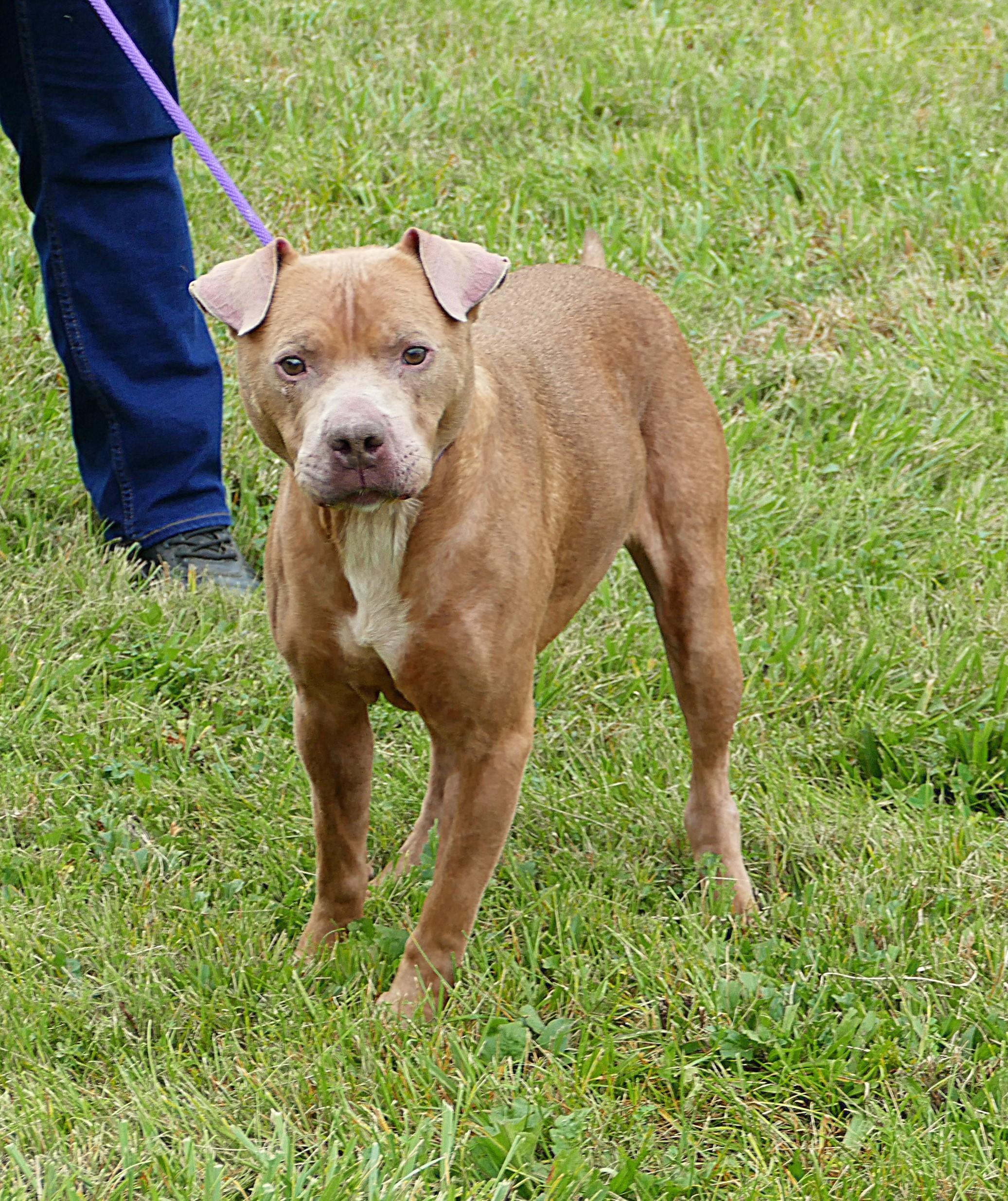 Enlarge HANNAH, a Adoptable mixed breed in Beechbottom, WV image 2/4
