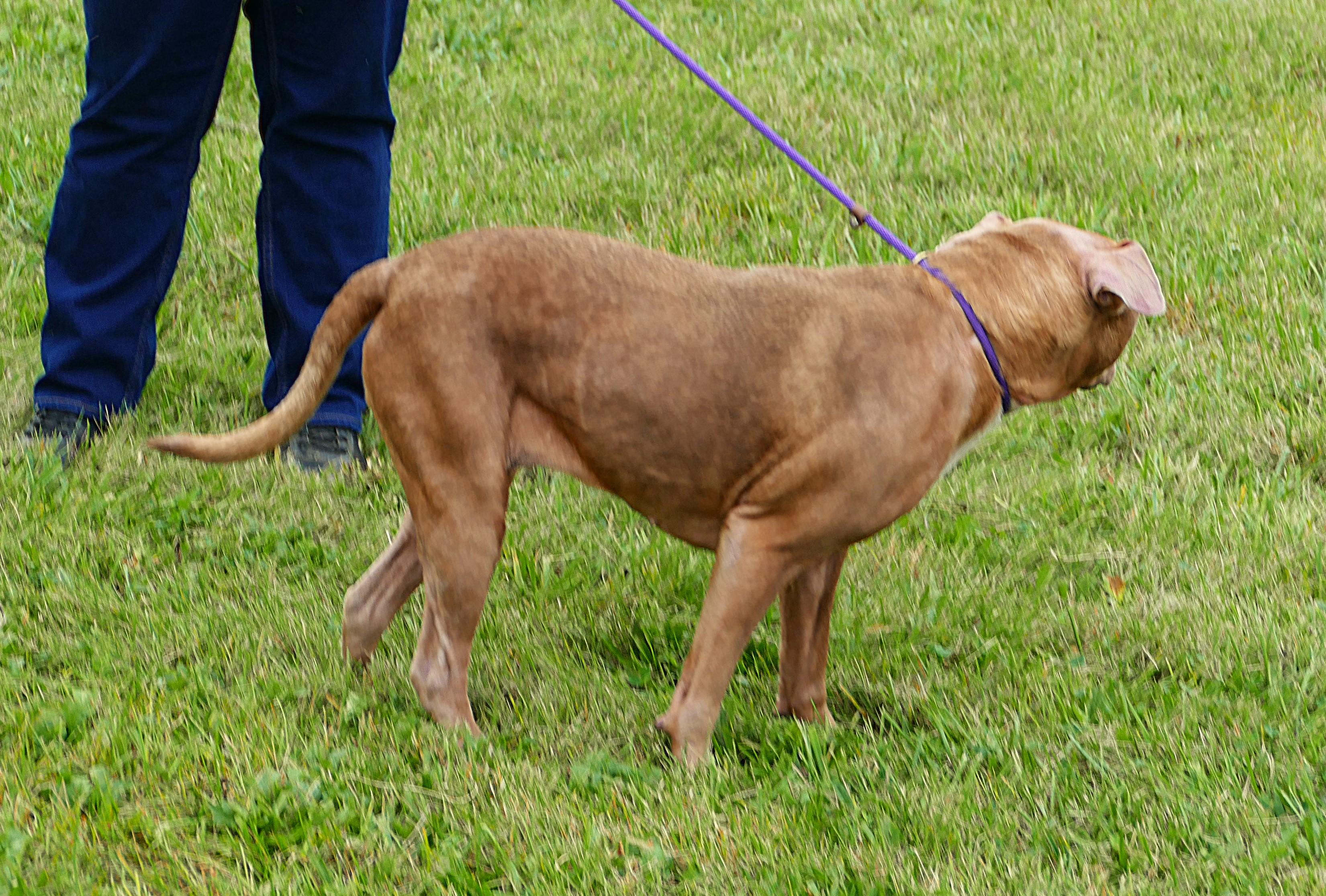 Enlarge HANNAH, a Adoptable mixed breed in Beechbottom, WV image 3/4