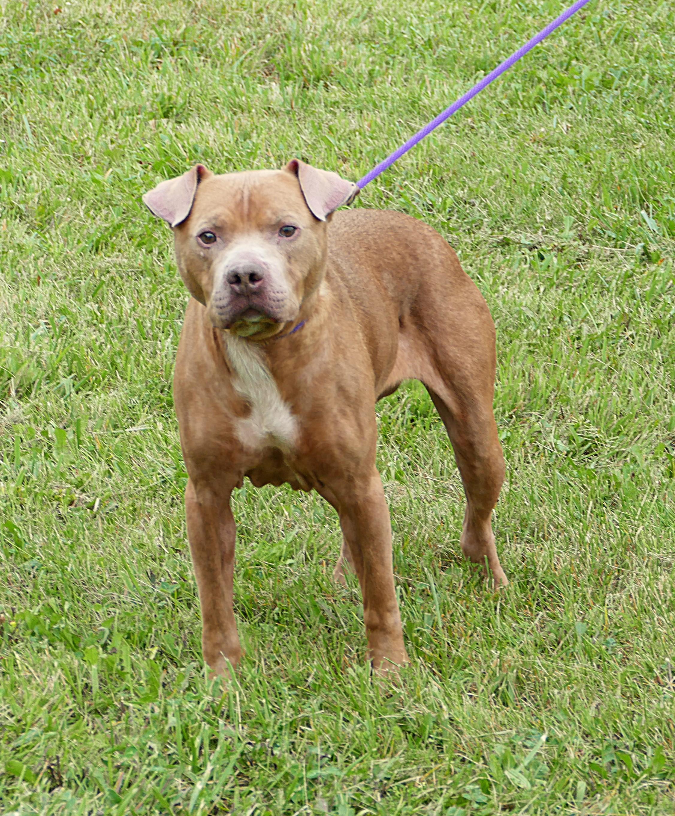 Enlarge HANNAH, a Adoptable mixed breed in Beechbottom, WV image 4/4