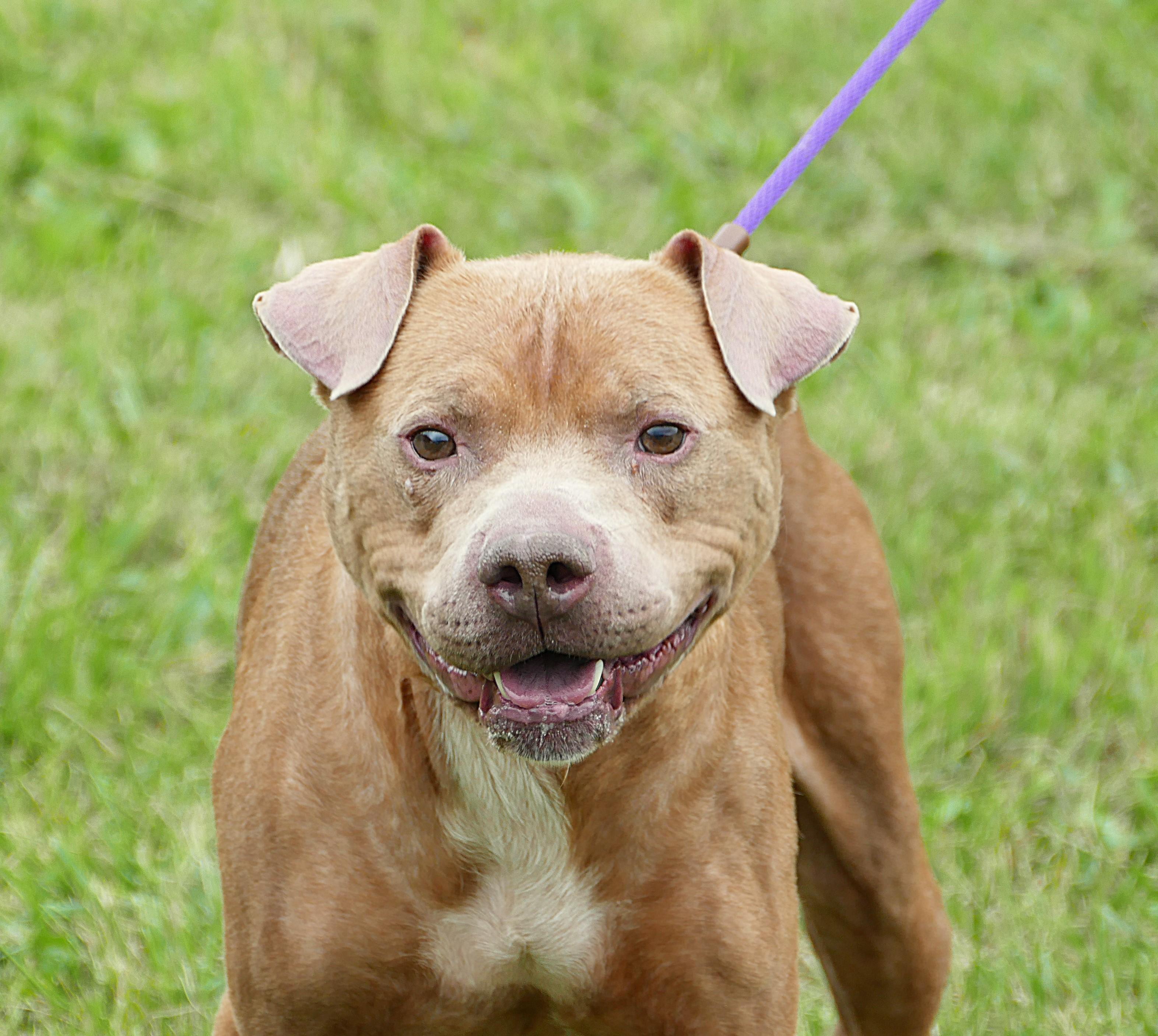 HANNAH, Adoptable, Adult Female Pit Bull Terrier & Mixed Breed.