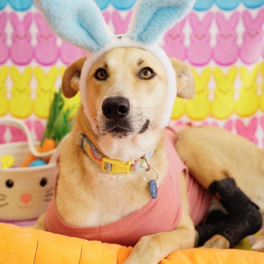 Miracle, Adult Female Labrador Retriever