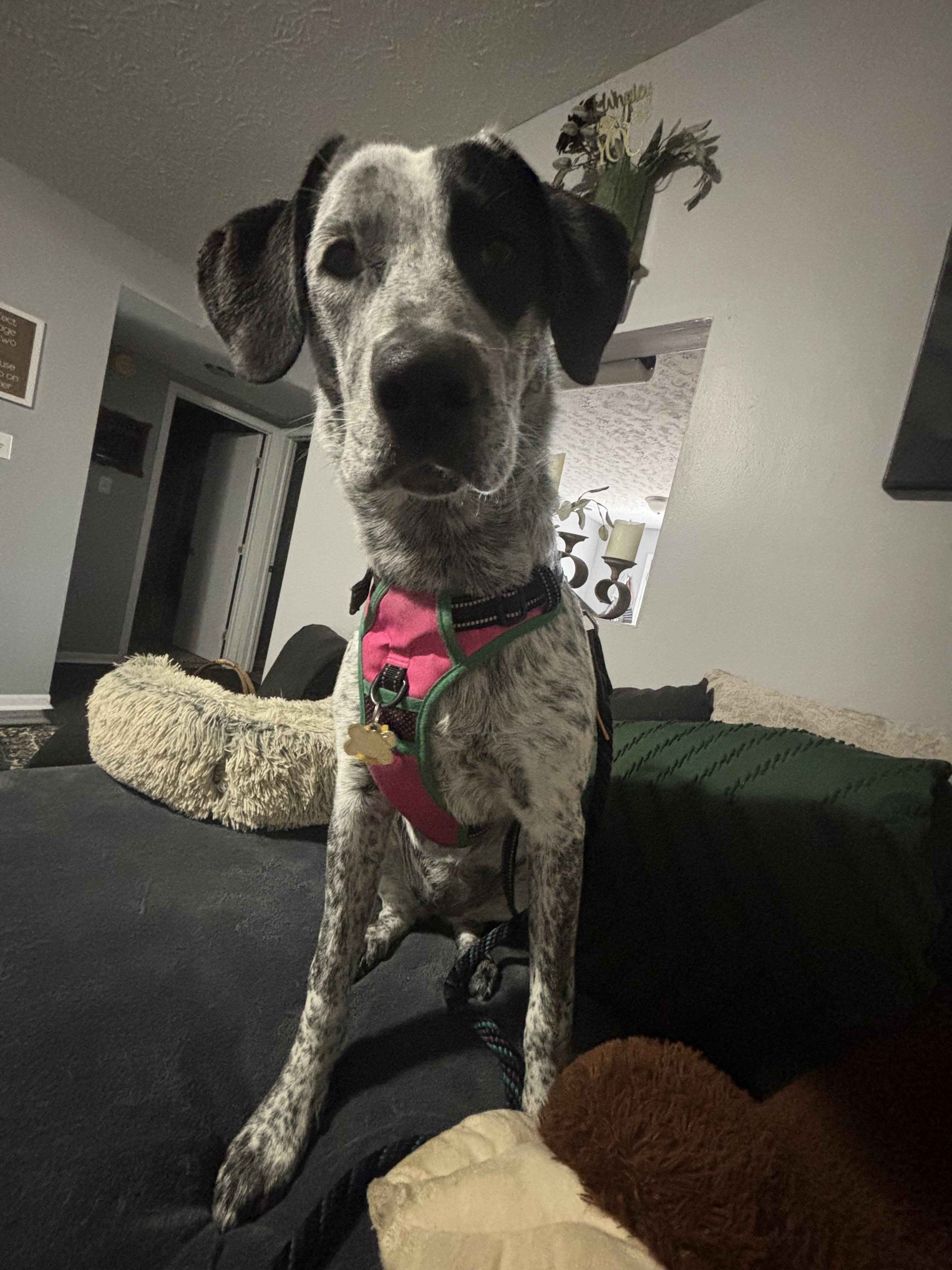 Riley (SC) photo 3