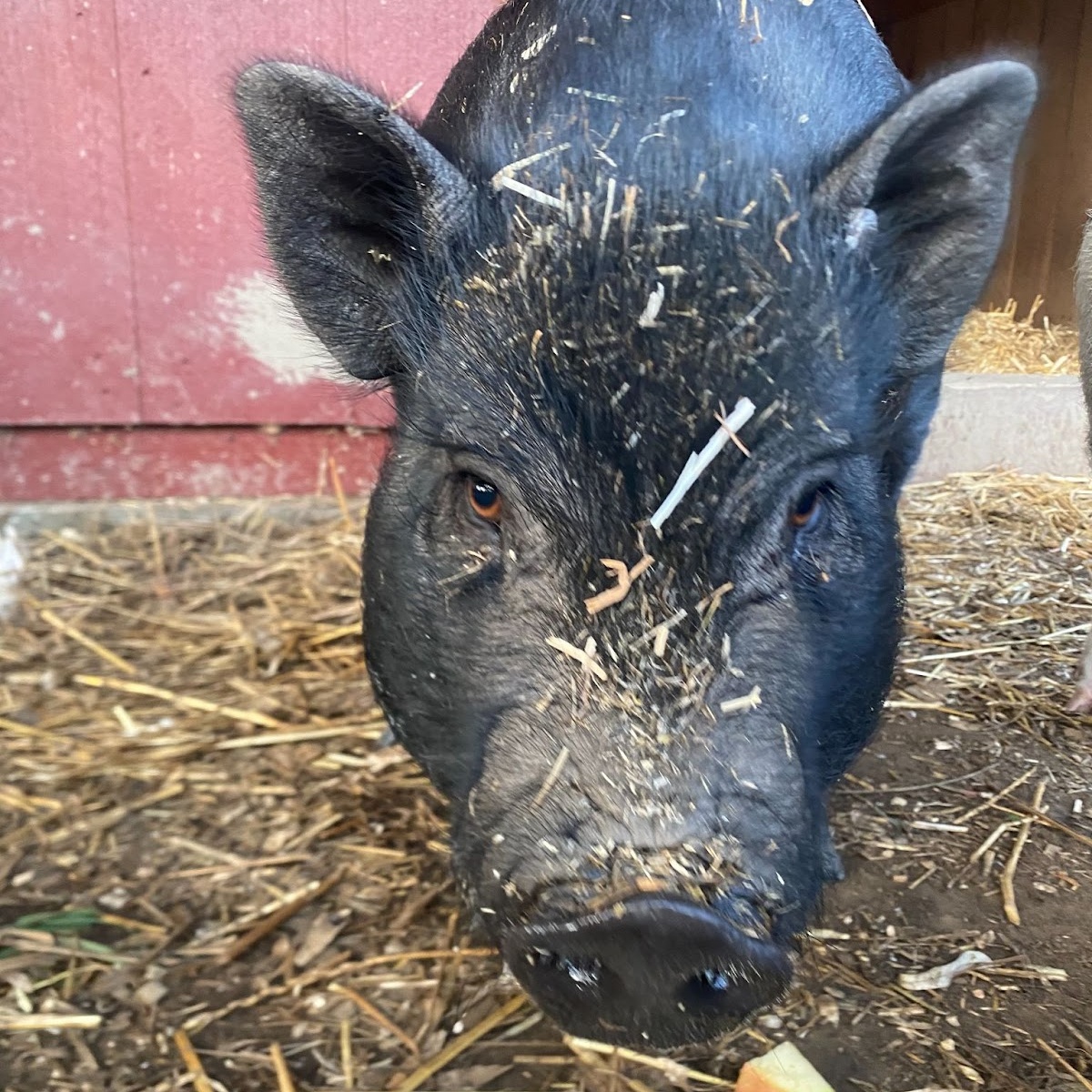 Roscoe, a Adoptable Pot Bellied in Norwalk, CT image 2/3
