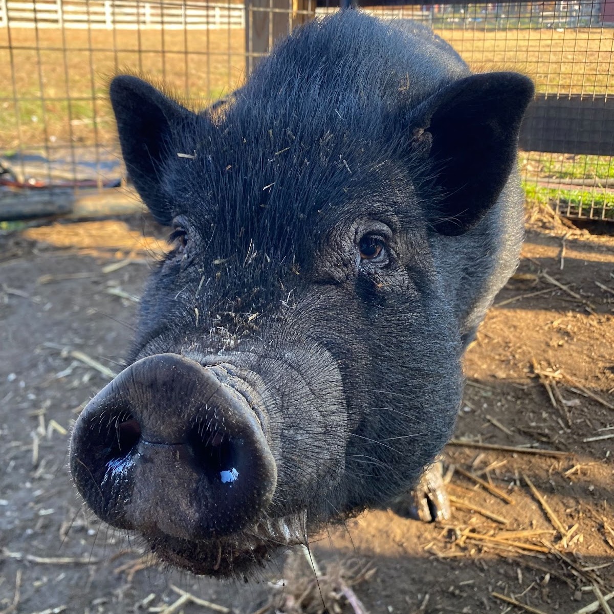 Roscoe, Young Male unknown