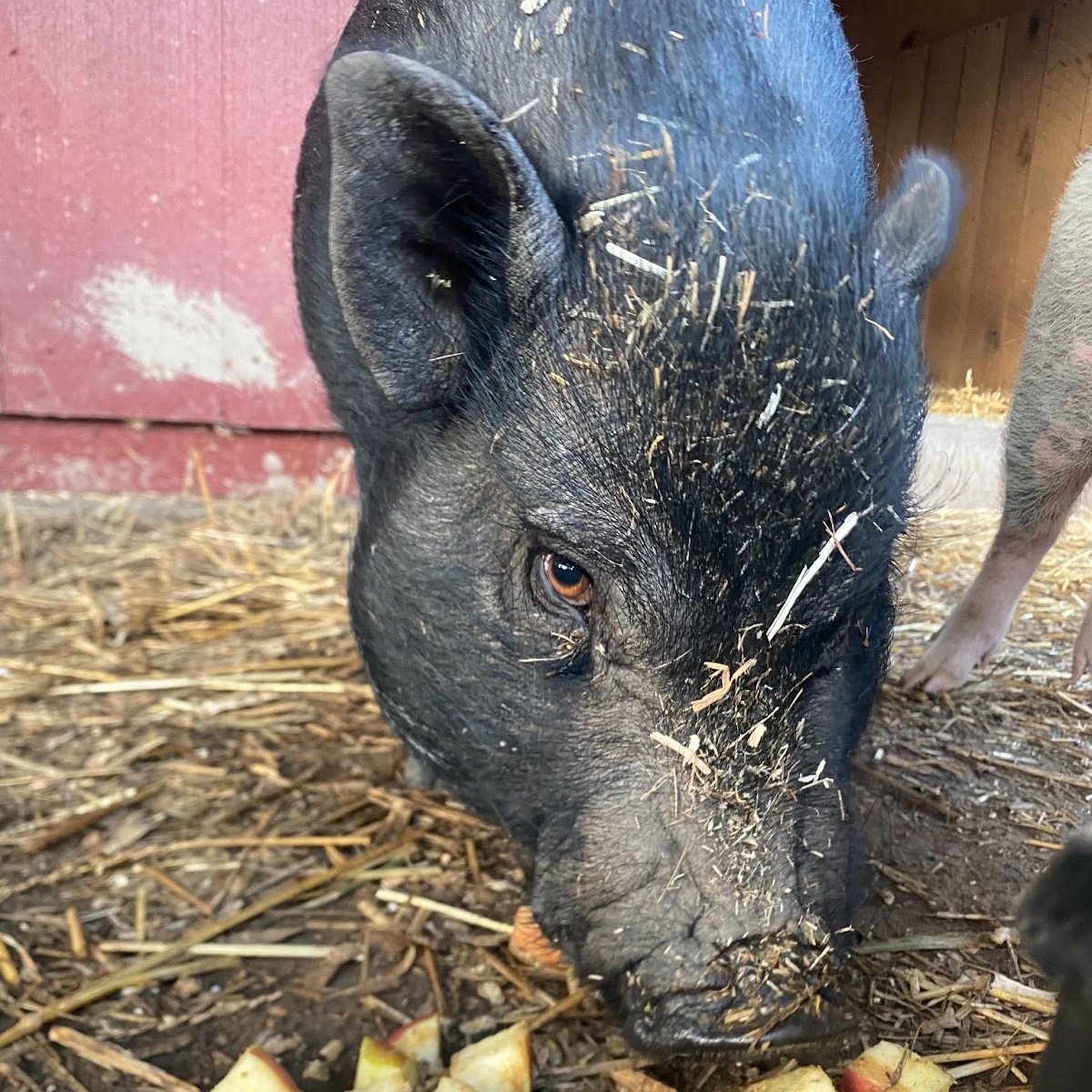 Roscoe, a Adoptable Pot Bellied in Norwalk, CT image 3/3